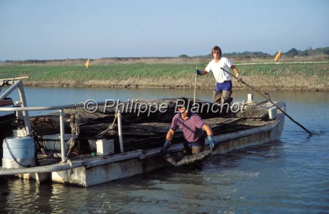 huitre oleron 17.JPG - Poches d'huîtres en bassin d'affinage, élevage en clairesMarennes Oléron, France